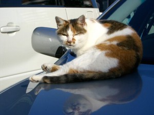 イメージ_猫