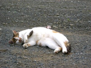 飲みもののチカラ